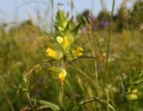 genus Rhinanthus