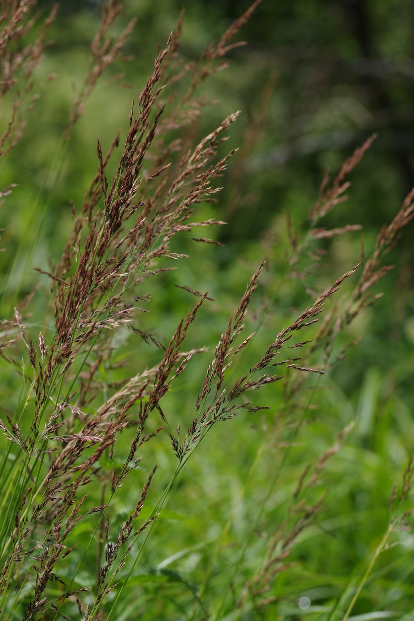 Изображение особи Calamagrostis phragmitoides.