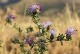 Centaurea iberica. Верхушка цветущего растения, повреждённого и отросшего после сенокоса. Южный Казахстан, предгорья Таласского Алатау, окр. с. Жабаглы, 1140 м н.у.м., сухая предгорная степь. 1 августа 2018 г.