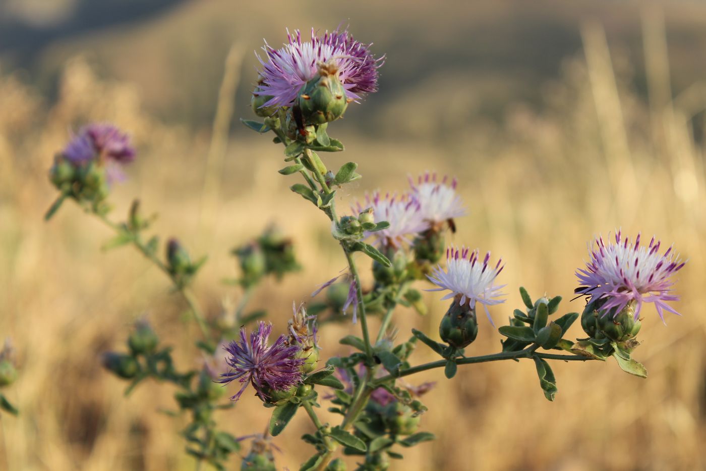 Image of Centaurea iberica specimen.