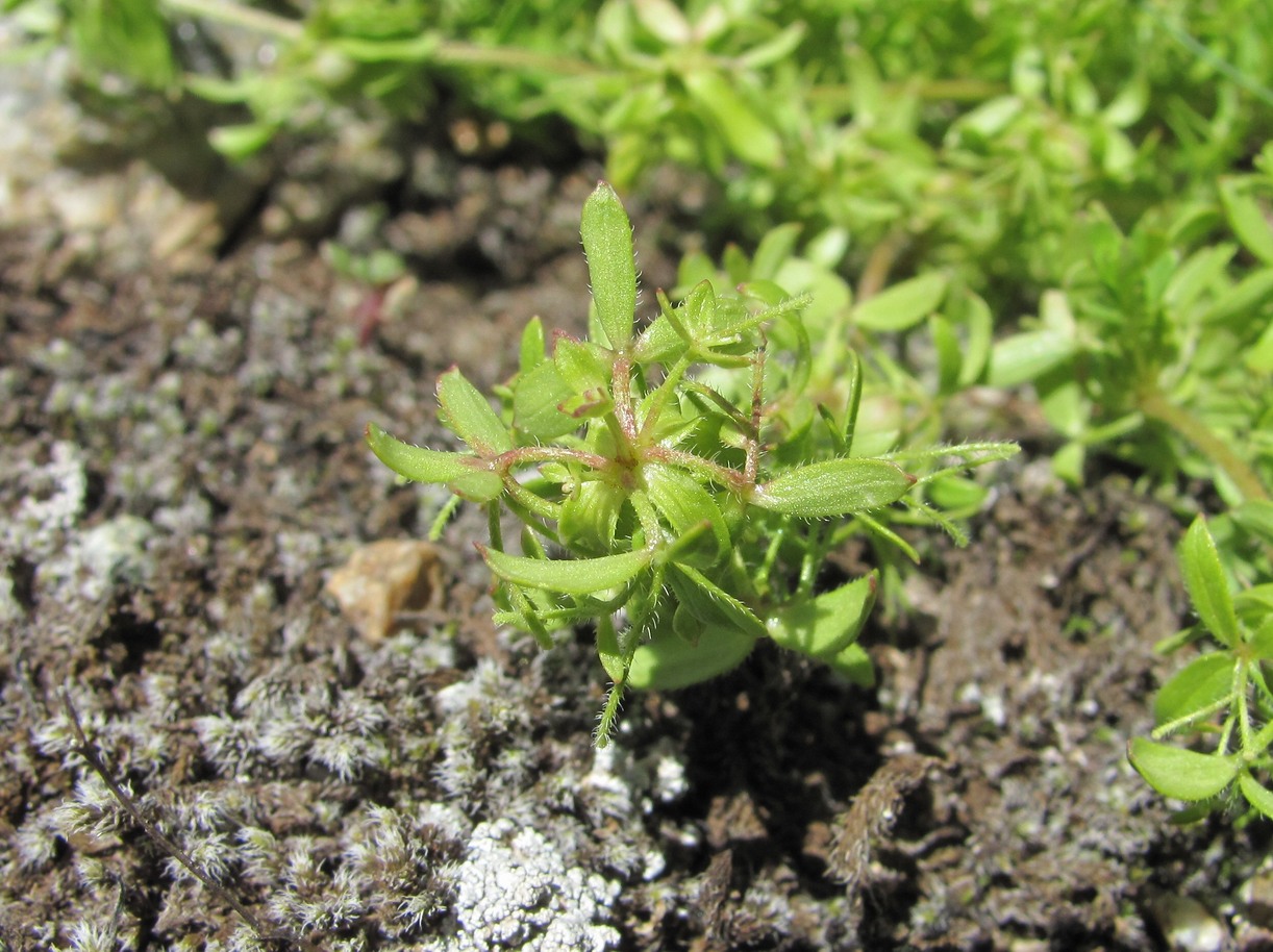 Image of Cruciata pseudopolycarpon specimen.