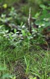 Spiranthes australis. Цветущее растение. Приморский край, Кавалеровский р-н, на правом берегу р. Зеркальная вблизи оз. Зеркальное, в дубовом лесу. 06.08.2018.