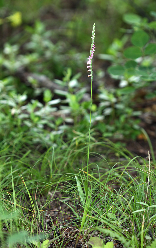 Image of Spiranthes australis specimen.