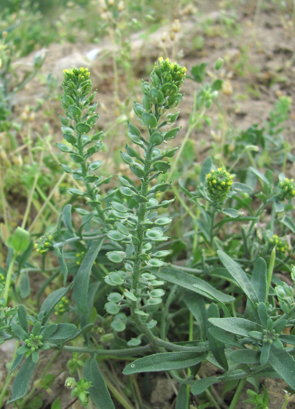 Изображение особи Alyssum turkestanicum var. desertorum.