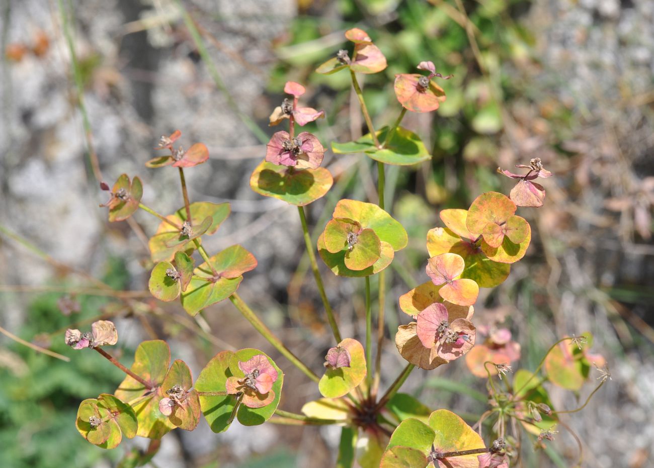 Изображение особи род Euphorbia.