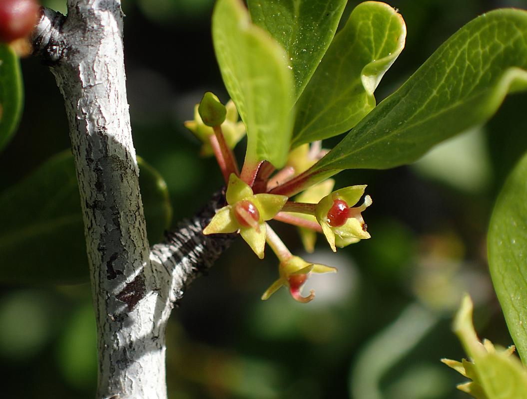 Изображение особи Rhamnus lycioides ssp. oleoides.