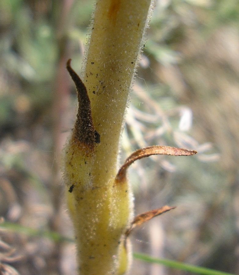 Image of Phelipanche arenaria specimen.