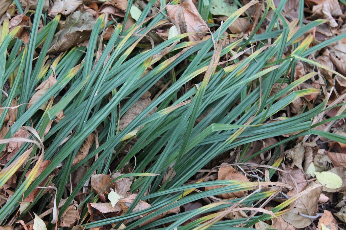 Изображение особи Carex pilosa.