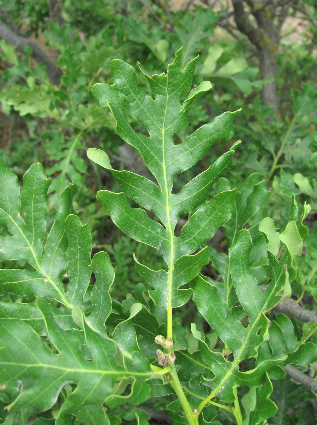 Изображение особи Quercus calcarea.