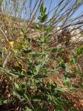 Hypericum triquetrifolium