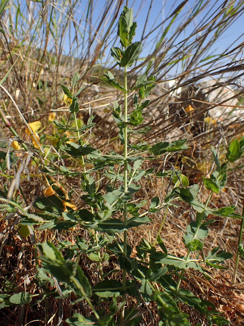 Изображение особи Hypericum triquetrifolium.