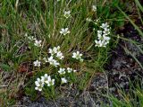 Minuartia arctica