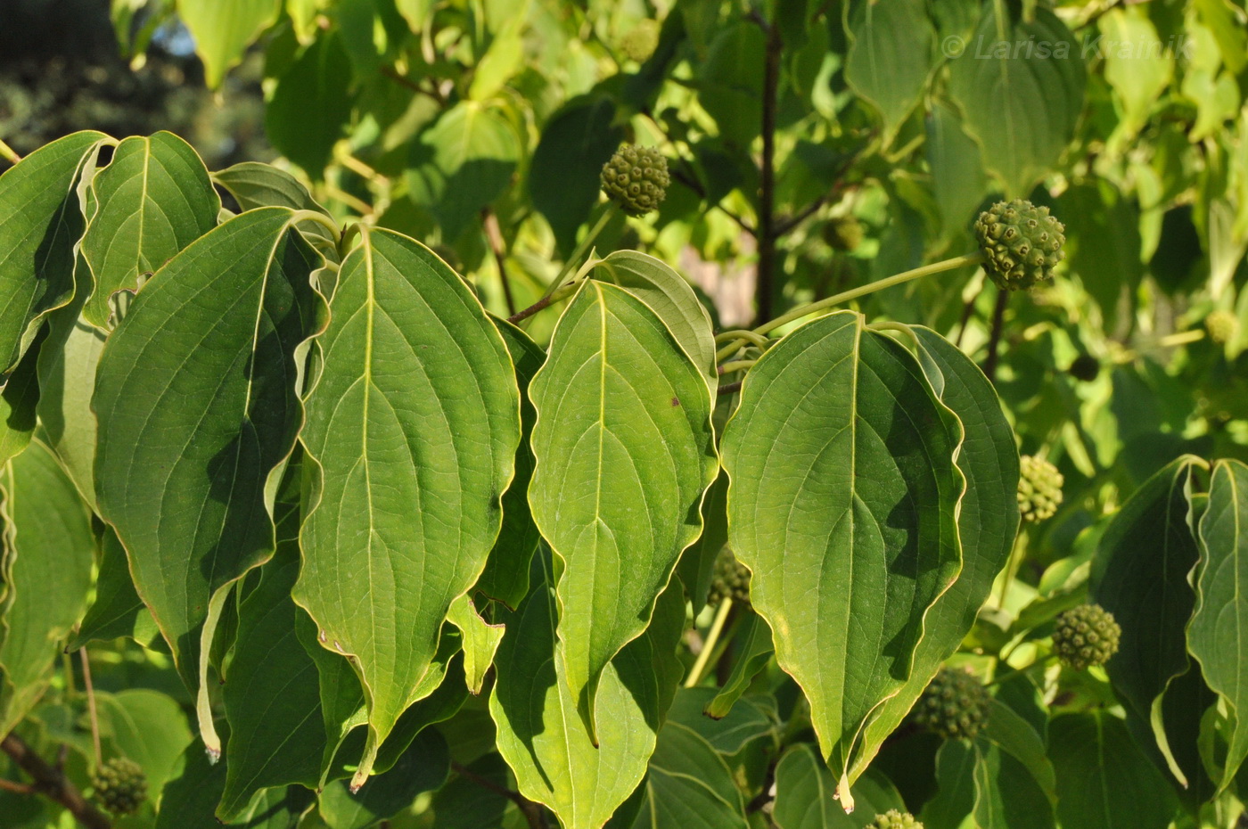 Image of genus Cynoxylon specimen.