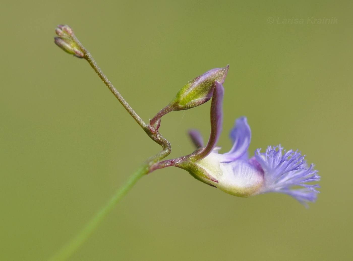 Image of Polygala tenuifolia specimen.