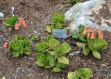 Cotyledon orbiculata