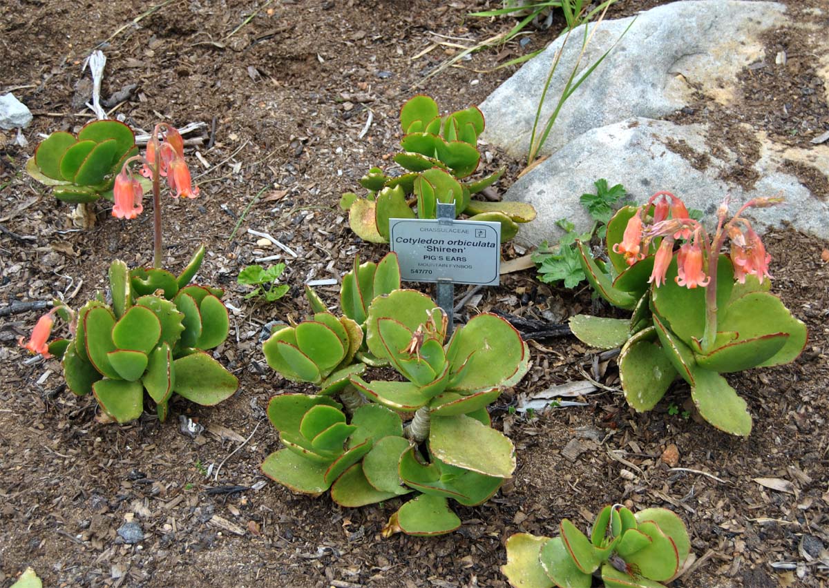 Image of Cotyledon orbiculata specimen.