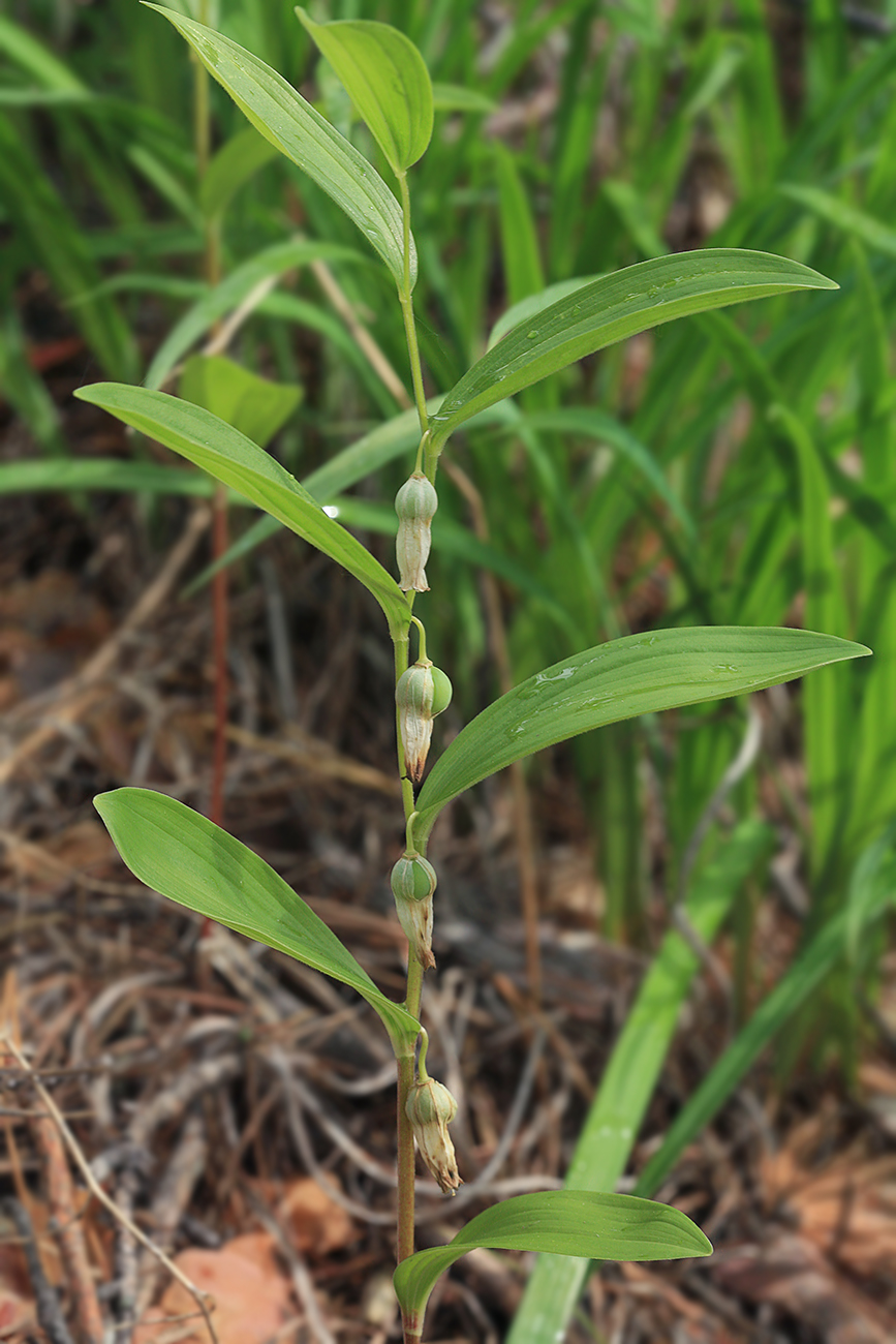 Изображение особи Polygonatum humile.