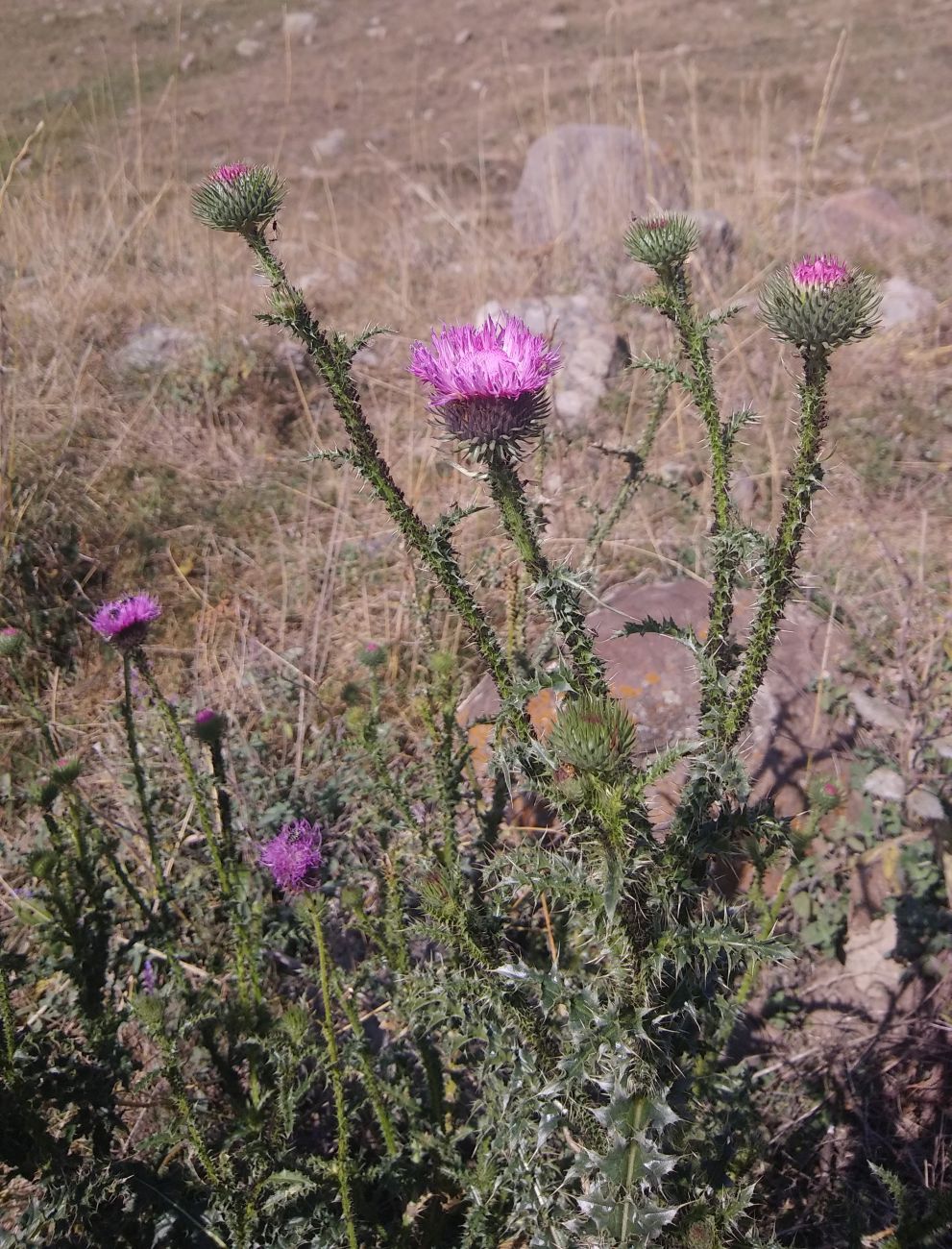Image of genus Carduus specimen.