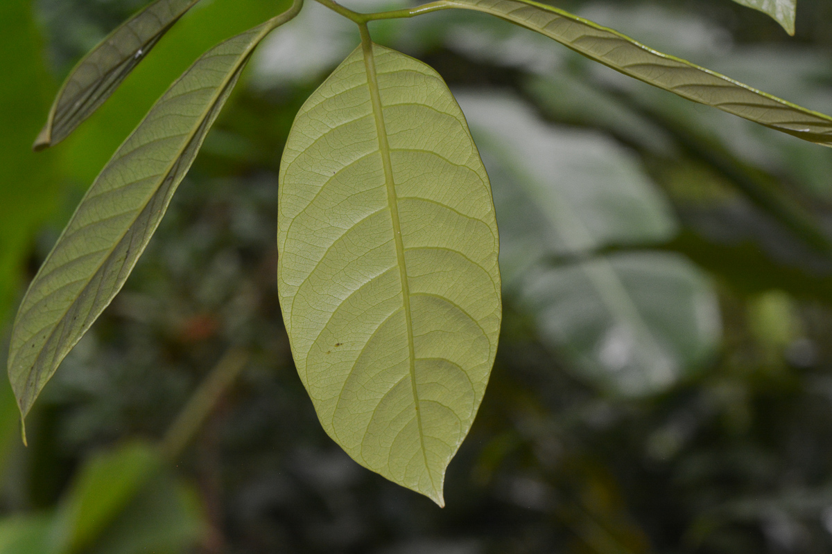 Изображение особи Myristica fragrans.