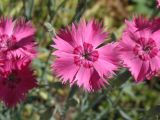 genus Dianthus