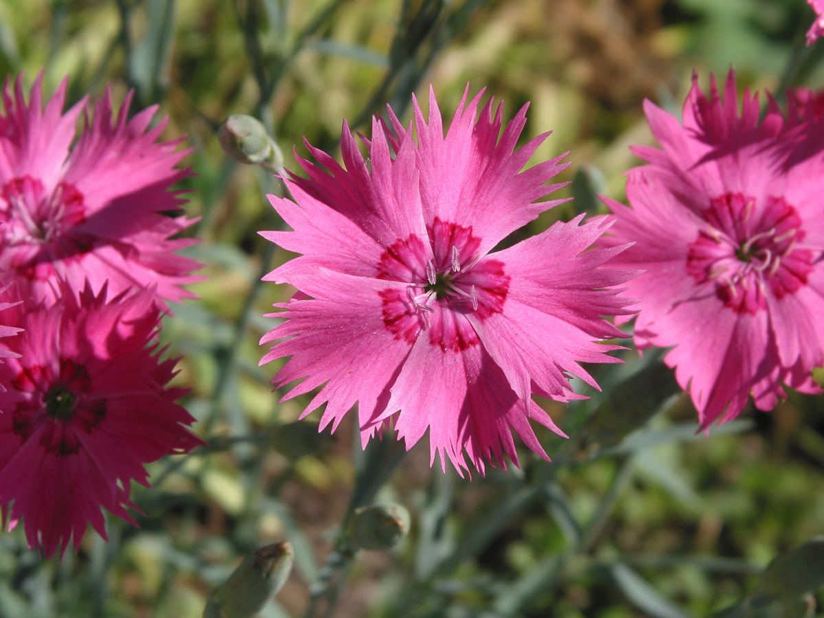 Изображение особи род Dianthus.