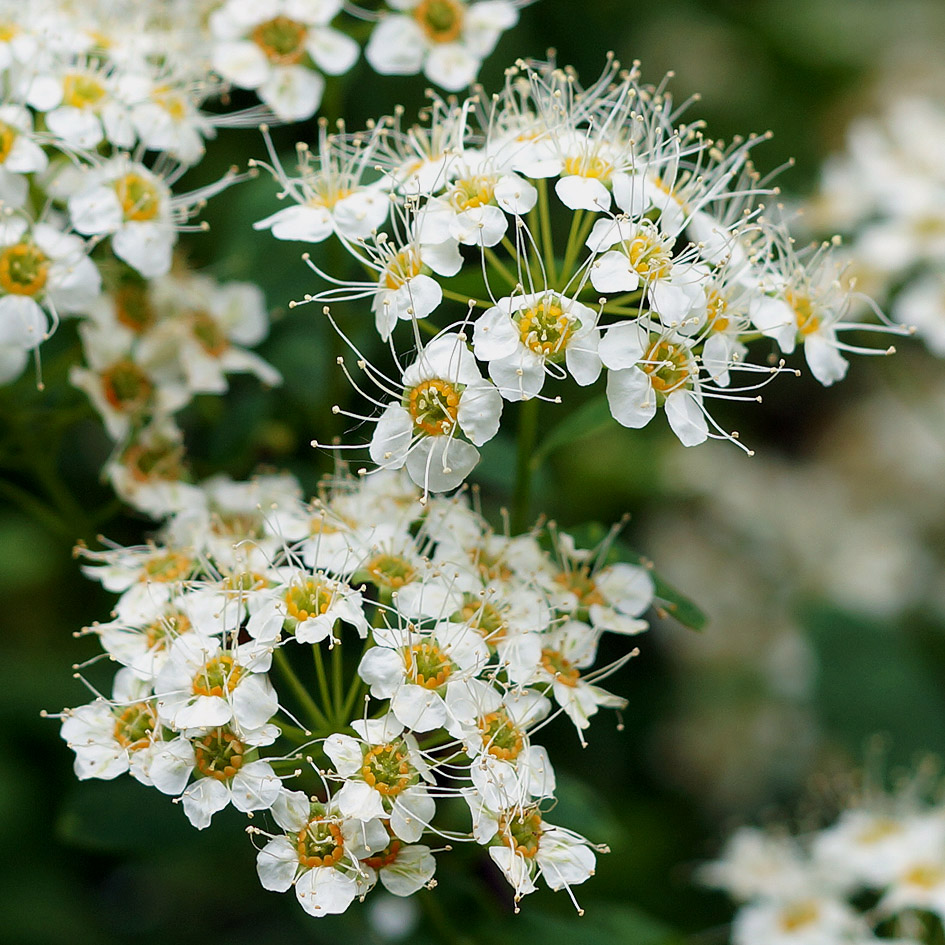 Image of Spiraea media specimen.