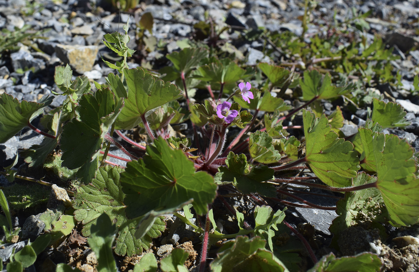 Image of Geranium rotundifolium specimen.