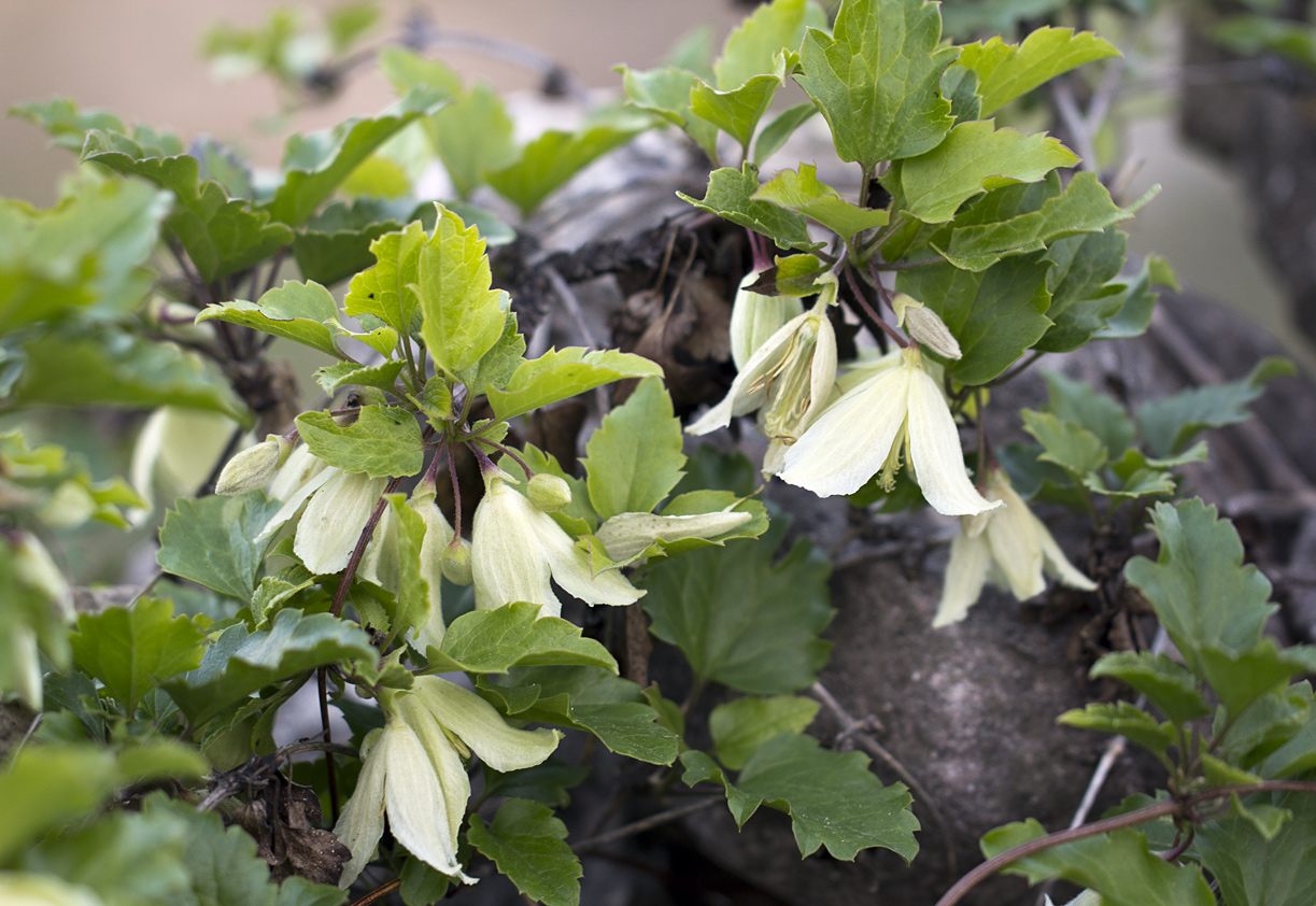 Image of Clematis cirrhosa specimen.