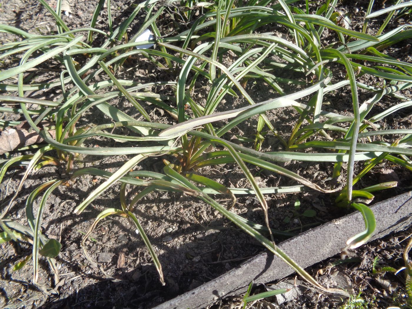 Image of Muscari armeniacum specimen.