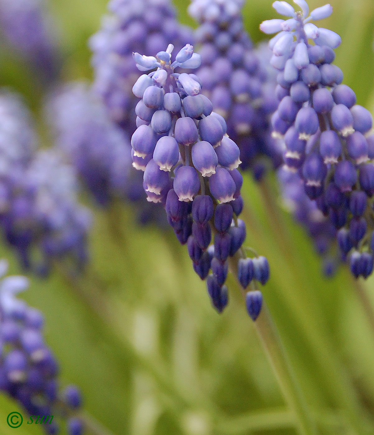 Изображение особи Muscari botryoides.