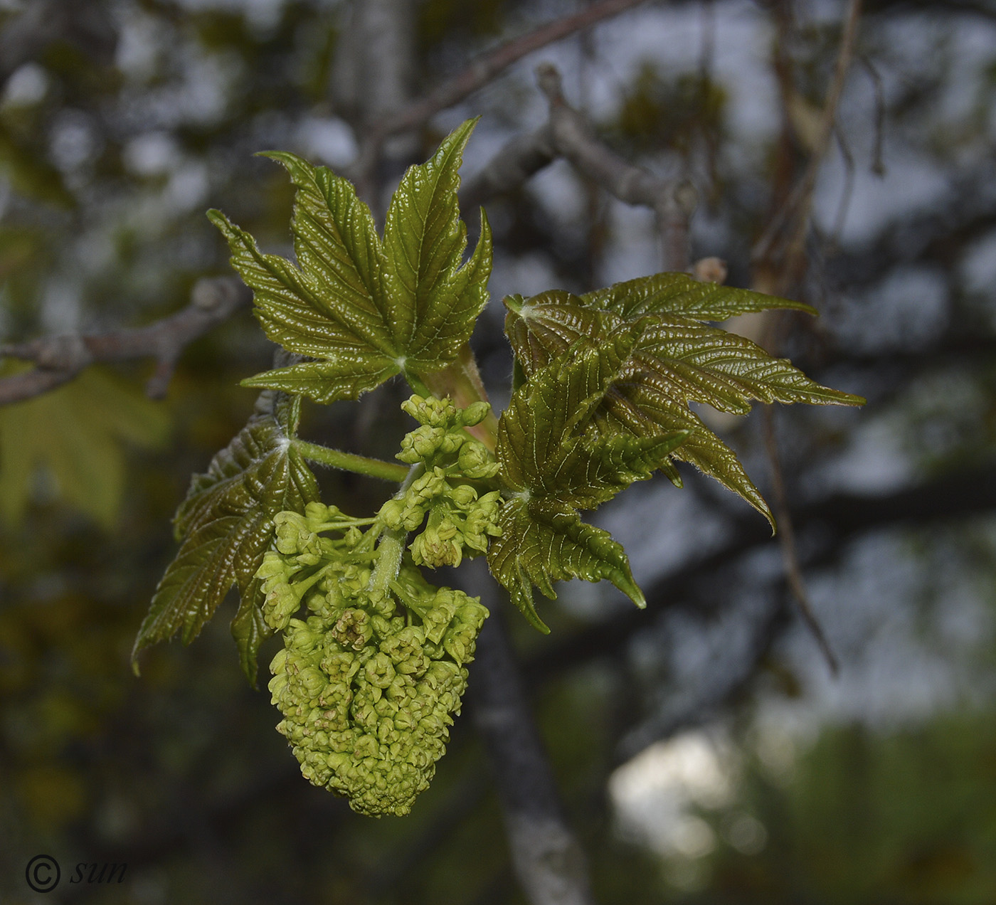 Изображение особи Acer pseudoplatanus.