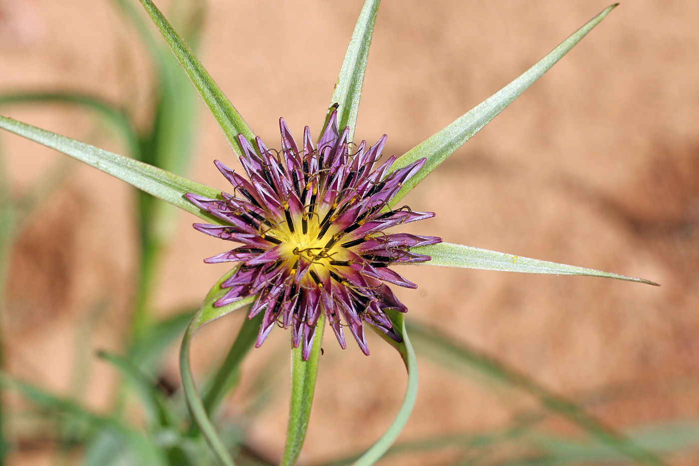 Image of Tragopogon porrifolius ssp. longirostris specimen.