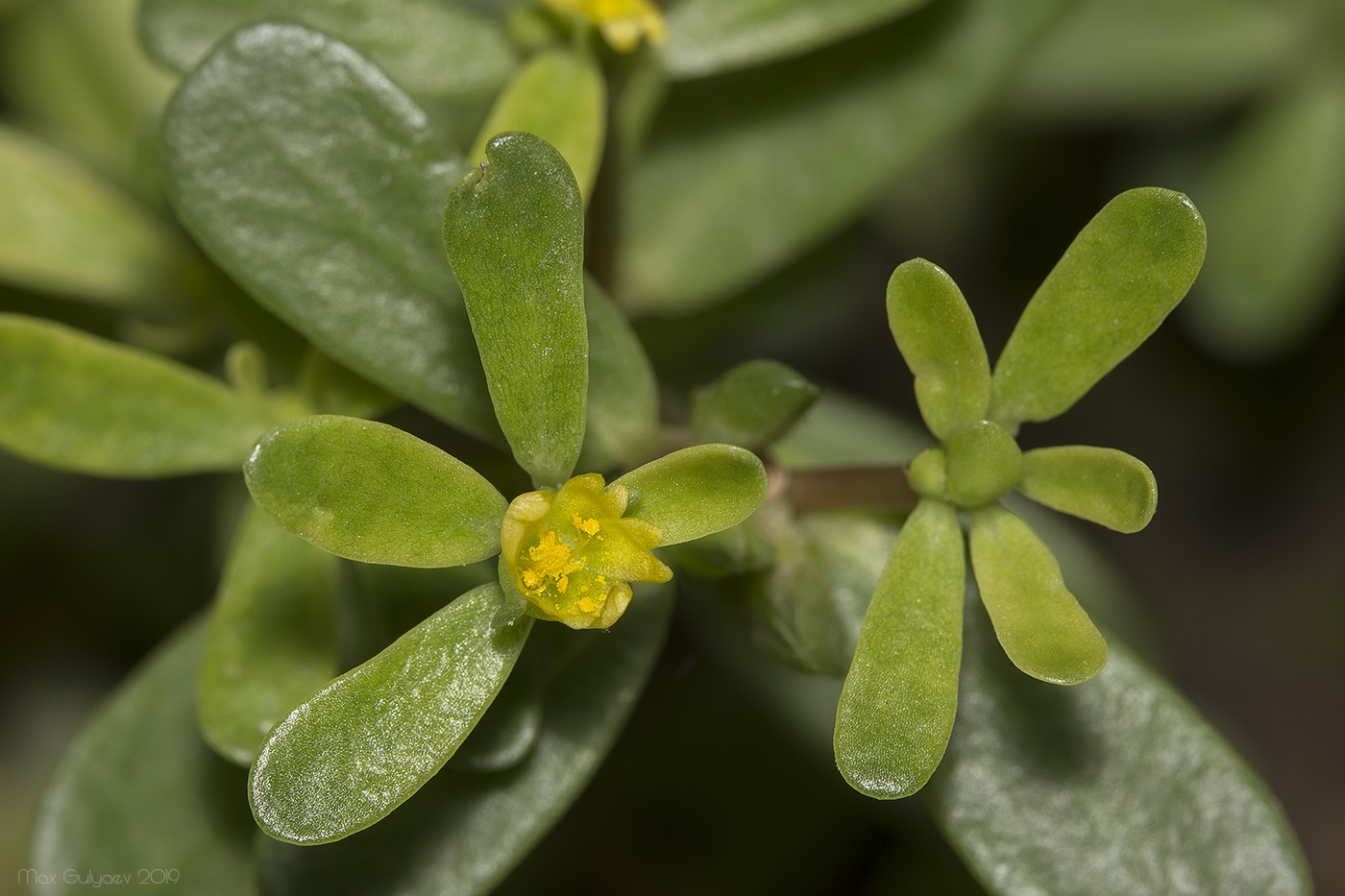 Изображение особи Portulaca oleracea.