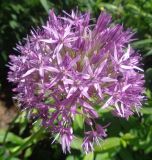 genus Allium. Соцветие. Тверская обл., г. Тверь, Заволжский р-н, ботанический сад ТвГУ, в культуре. 1 июня 2019 г.