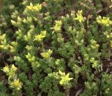 Sedum acre. Цветущие растения. Владимирская обл., Судогодский р-н, окр. дер. Митино, лесная вырубка. 15.06.2019.