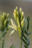 Astragalus asper. Соцветие. Крым, Керченский п-ов, Караларская степь, приморский степной склон. 30.04.2019.