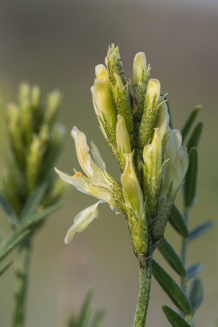 Image of Astragalus asper specimen.