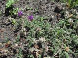 Astragalus lasioglottis