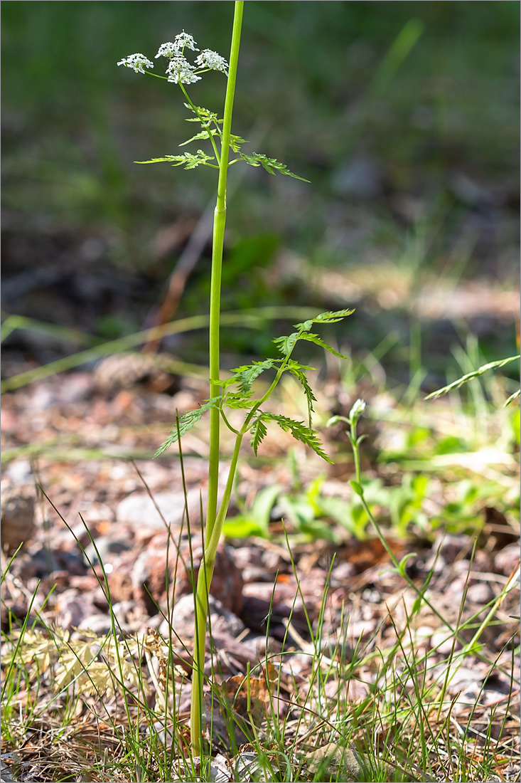 Image of Conioselinum tataricum specimen.