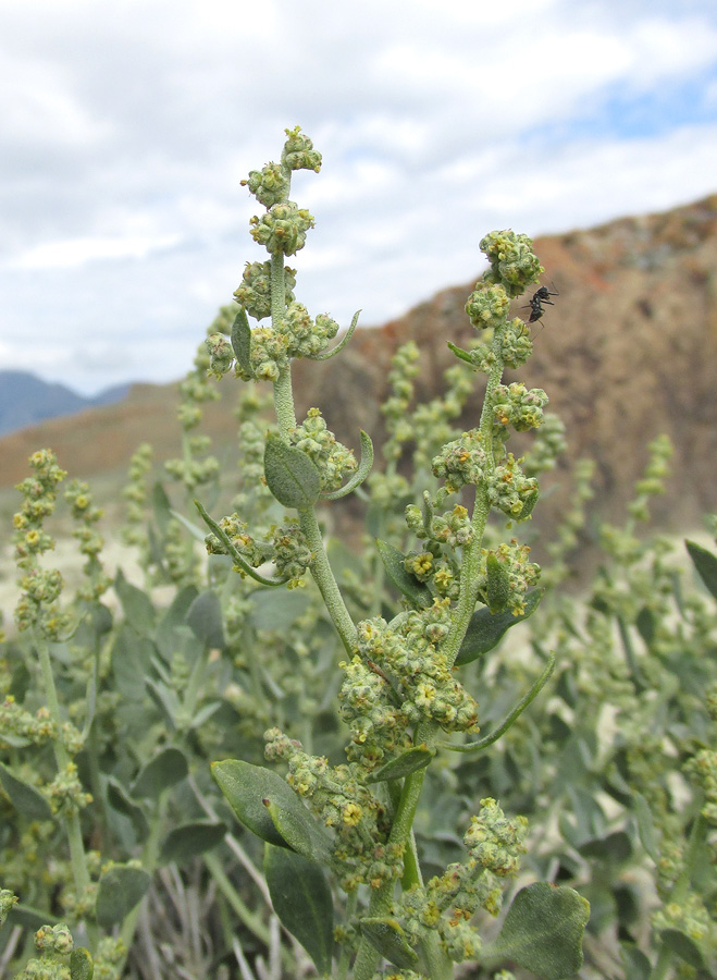 Image of Chenopodium frutescens specimen.