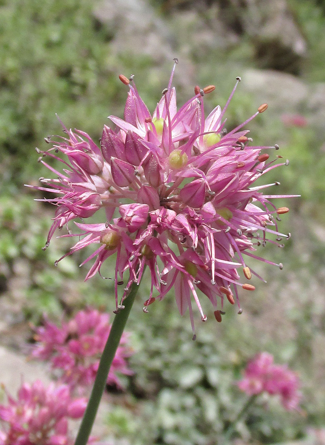 Image of Allium globosum specimen.