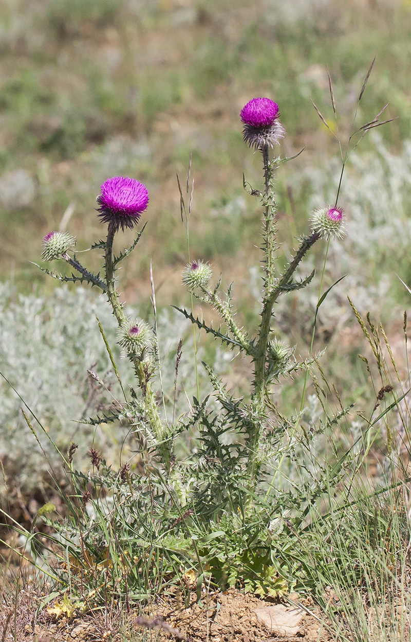 Изображение особи Carduus uncinatus.