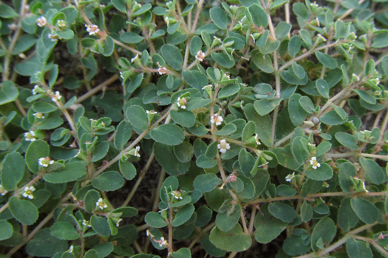 Изображение особи Euphorbia canescens.