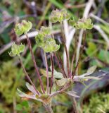 Anemonastrum sibiricum. Плоды. Республика Коми, нацпарк Югыд ва, верховья реки Балбанью, долинная разнотравно-ерниково-ивовая тундра. 15.08.2019.