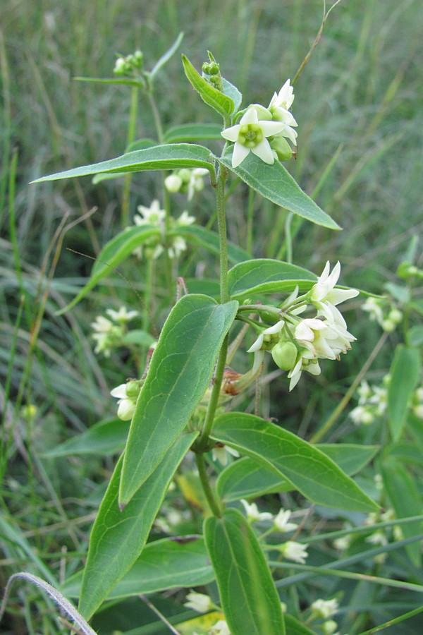 Image of Vincetoxicum hirundinaria specimen.