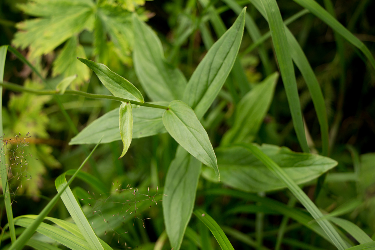 Image of Digitalis grandiflora specimen.