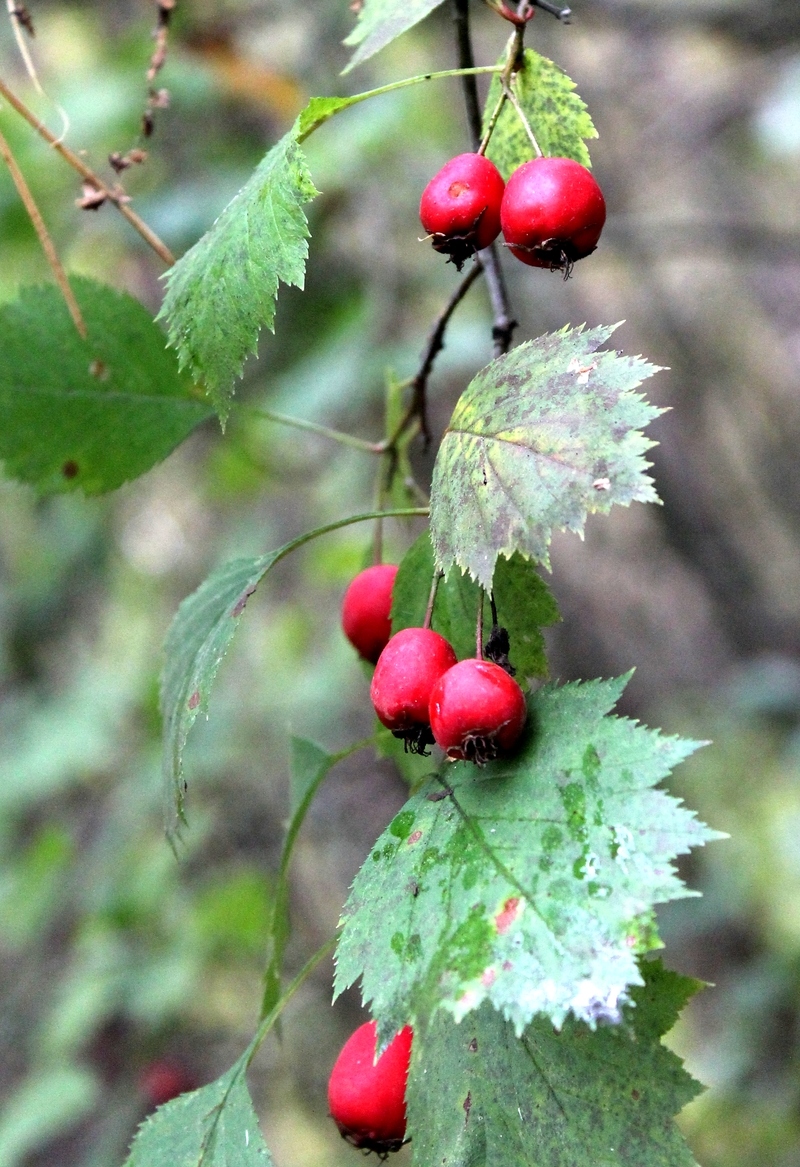 Image of Crataegus sanguinea specimen.