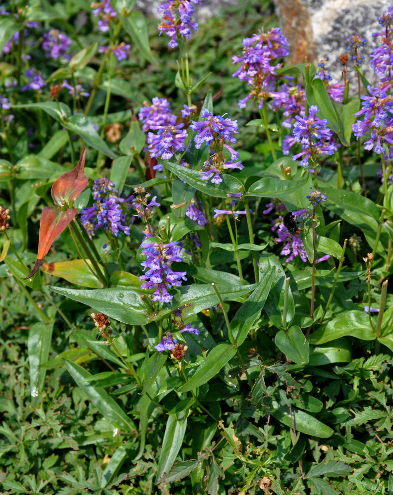 Image of genus Penstemon specimen.