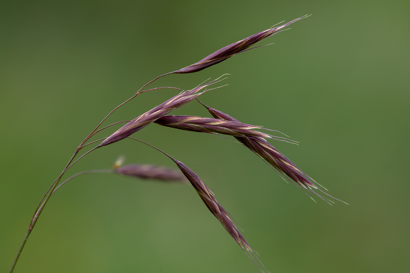 Image of Bromopsis variegata specimen.