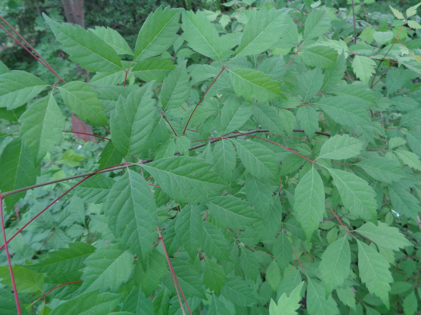 Image of Acer griseum specimen.